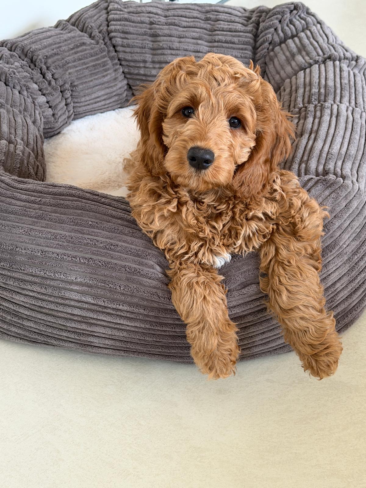 Kuba, Therapy Dog in Training - Tunbridge Wells Psychologist